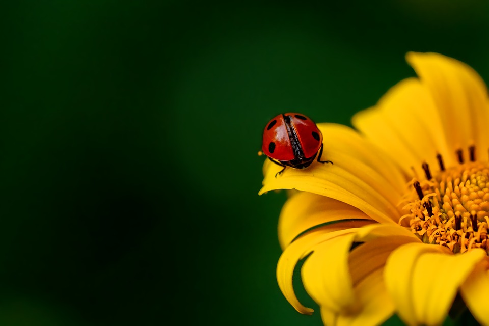 ladybug-3475779_960_720.jpg