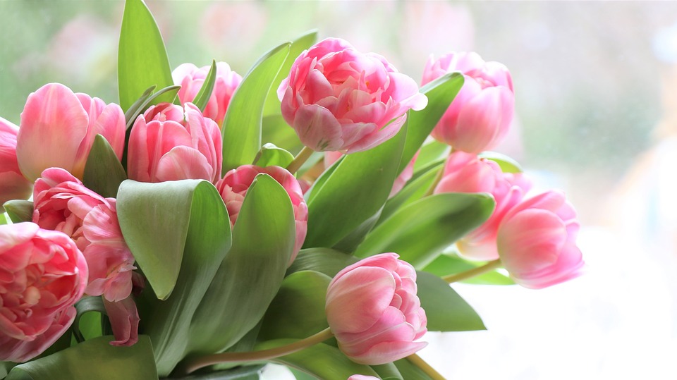 tulips-4026273_960_720.jpg