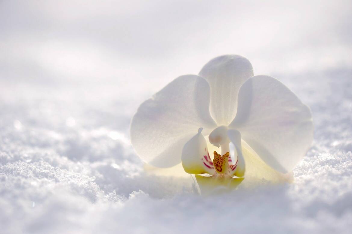 orchid-2952074_1920.jpg