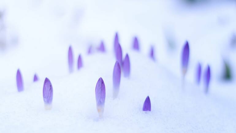 ASPETTANDO LA PRIMAVERA… ALL’INSEGNA DELLA CULTURA!