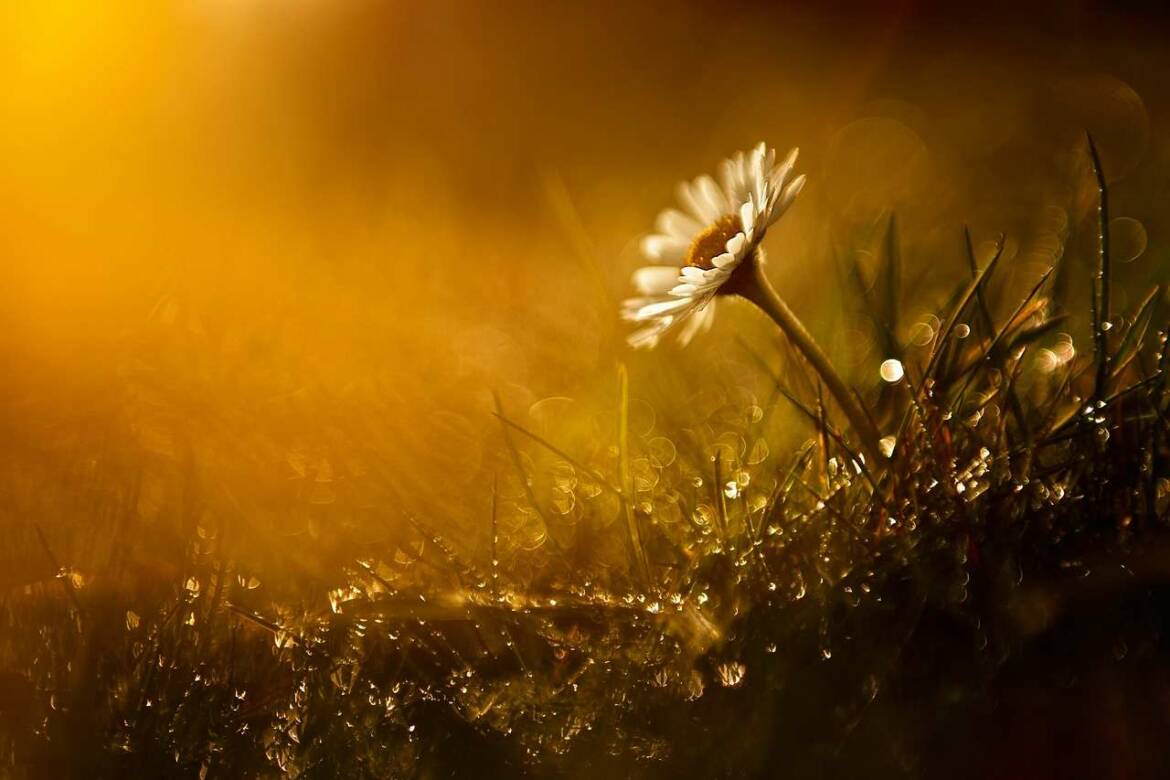 daisy-g83f8dab34_1280.jpg