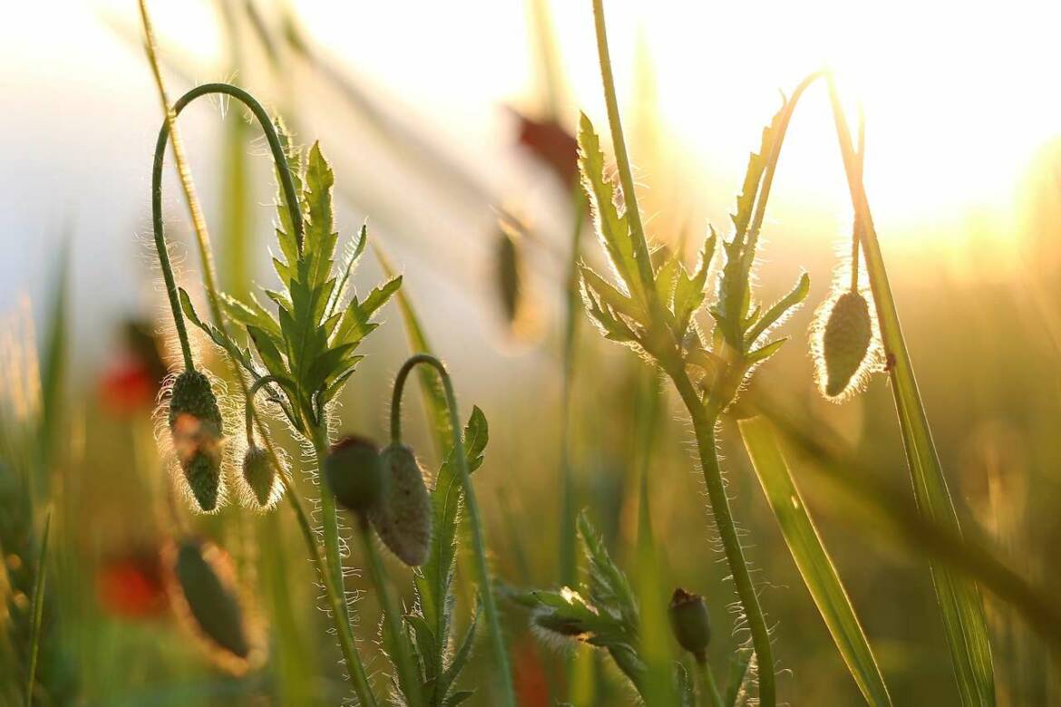 poppy-buds-gfc303c974_1280.jpg