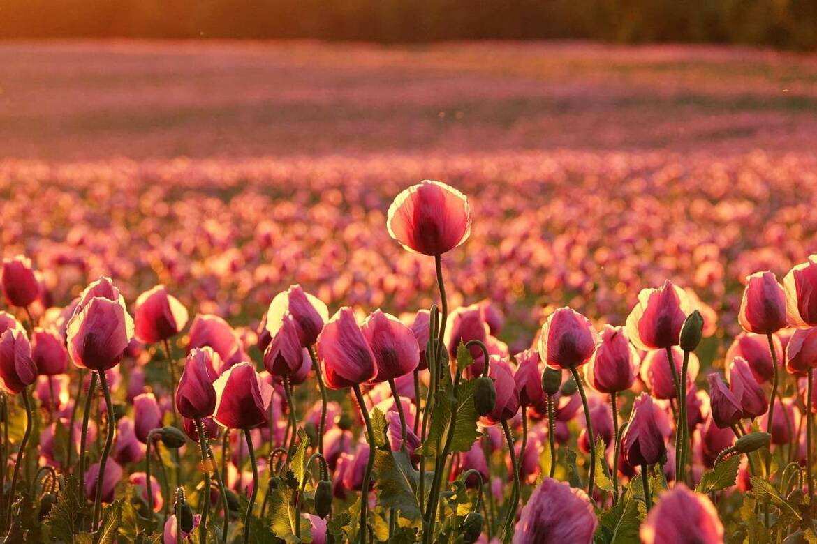 poppy-field-geb81b3e03_1280.jpg