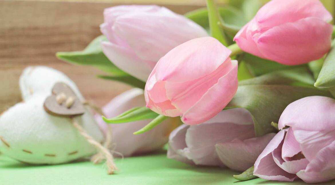 tulips-2167654_1280.jpg