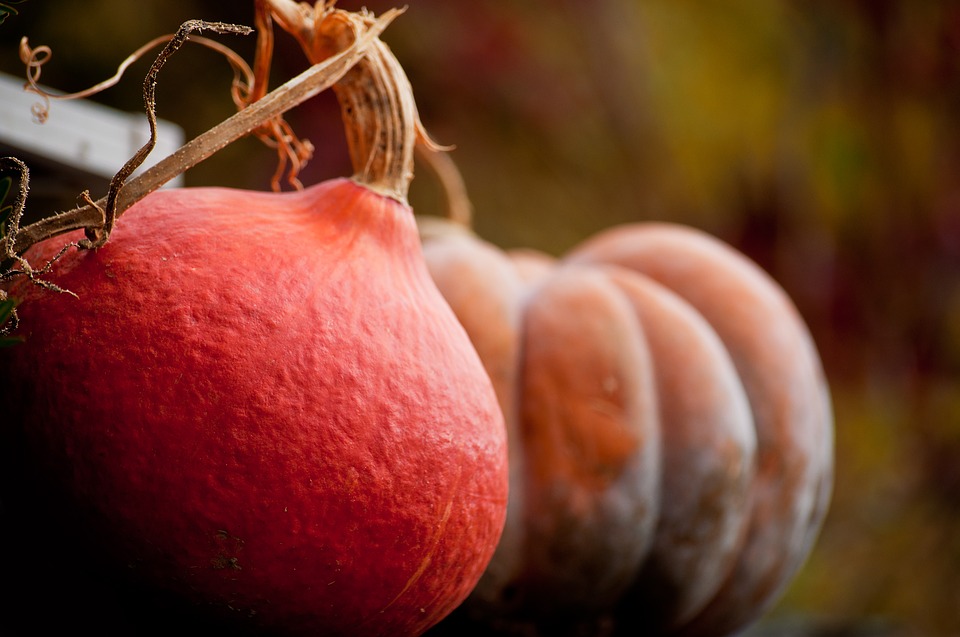 pumpkin-3699570_960_720.jpg